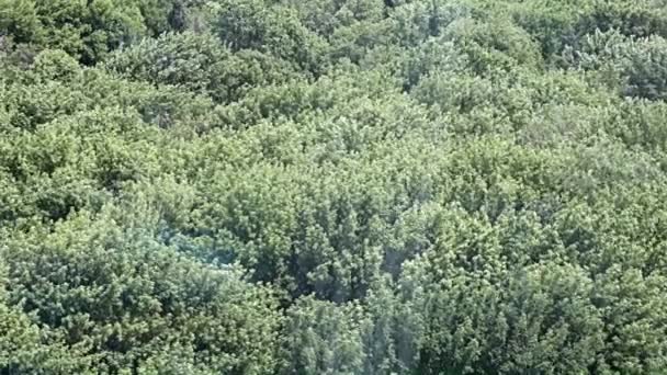 Ruch Mglistego Powietrza Nad Gęstą Koroną Drzew — Wideo stockowe