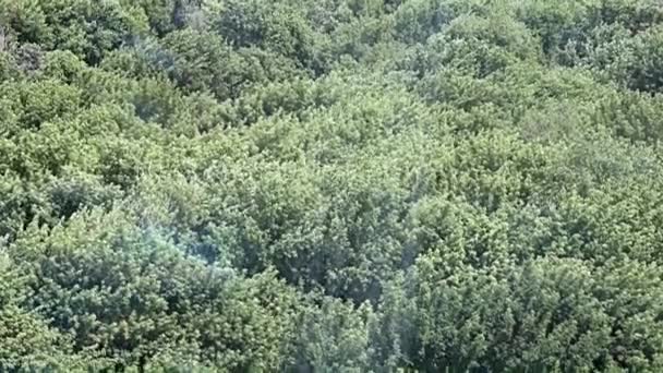 Sisli Havanın Ağaçların Yoğun Tacı Üzerindeki Hareketi — Stok video
