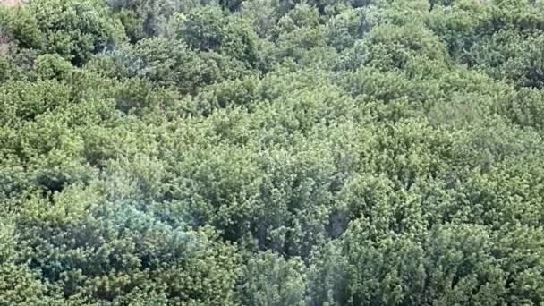 Sisli Havanın Ağaçların Yoğun Tacı Üzerindeki Hareketi — Stok video