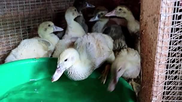 Domowe Grube Kaczki Piją Wodę Farmie Klatce Ogrodzeniowej — Wideo stockowe