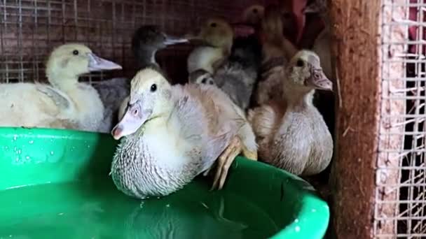 Patos Gordos Domésticos Bebem Água Uma Fazenda Uma Jaula Cerca — Vídeo de Stock