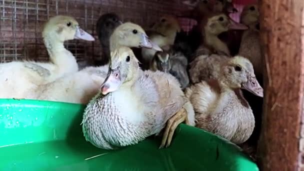 Patos Gordos Domésticos Bebem Água Uma Fazenda Uma Jaula Cerca — Vídeo de Stock