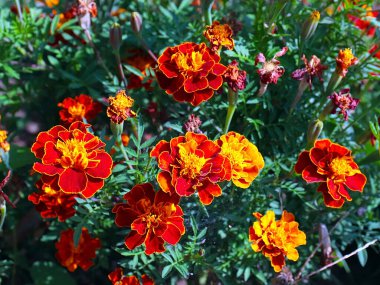 Bahçe çayırının süsü olarak güzel kırmızı kasımpatı çiçeği