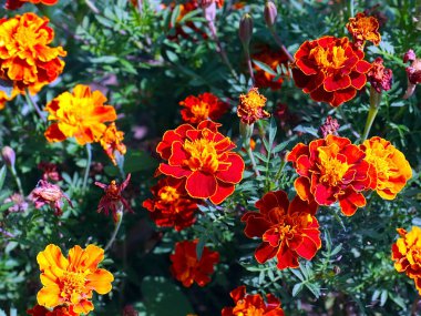 Bahçe çayırının süsü olarak güzel kırmızı kasımpatı çiçeği