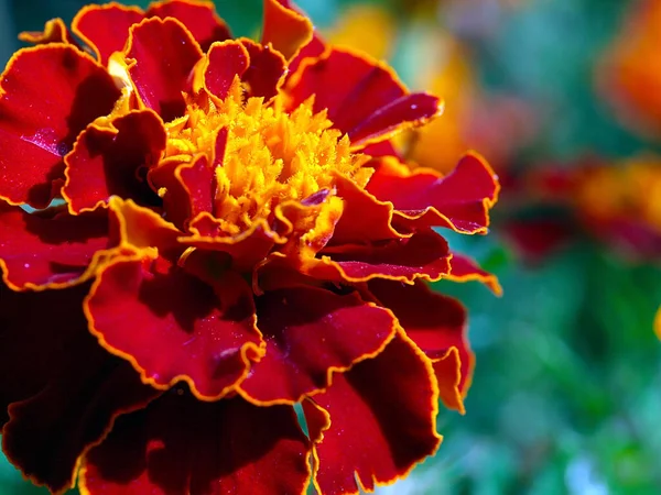 Bela Flor Crisântemo Vermelho Como Uma Decoração Prado Jardim — Fotografia de Stock