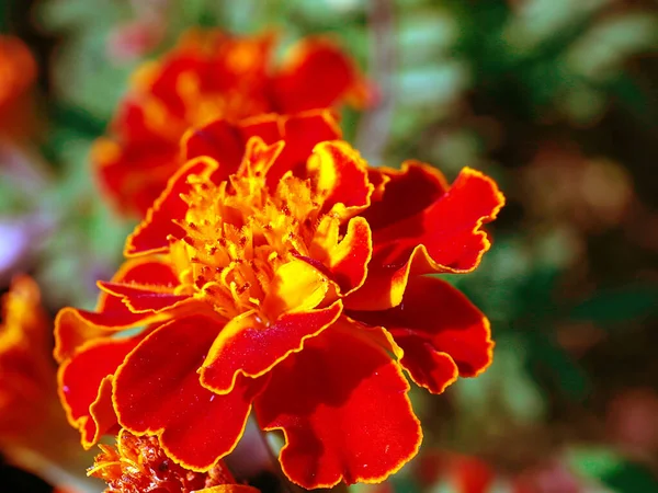 Belle Fleur Chrysanthème Rouge Comme Décoration Prairie Jardin — Photo
