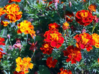 Bahçe çayırının süsü olarak güzel kırmızı kasımpatı çiçeği