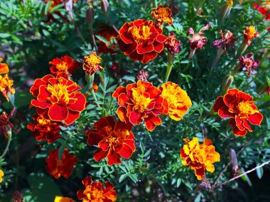 Bahçe çayırının süsü olarak güzel kırmızı kasımpatı çiçeği