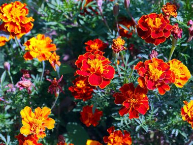 Bahçe çayırının süsü olarak güzel kırmızı kasımpatı çiçeği