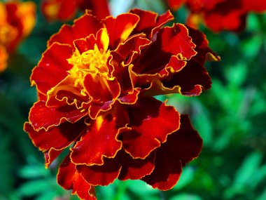 Bahçe çayırının süsü olarak güzel kırmızı kasımpatı çiçeği