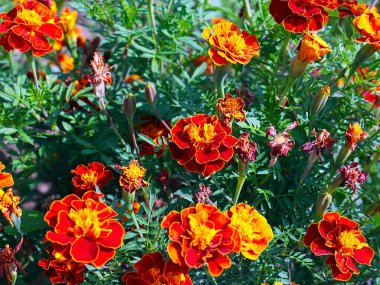 Bahçe çayırının süsü olarak güzel kırmızı kasımpatı çiçeği