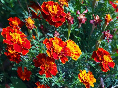 Bahçe çayırının süsü olarak güzel kırmızı kasımpatı çiçeği