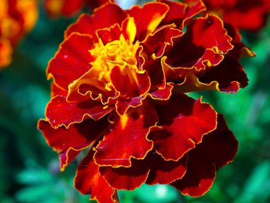 Bahçe çayırının süsü olarak güzel kırmızı kasımpatı çiçeği