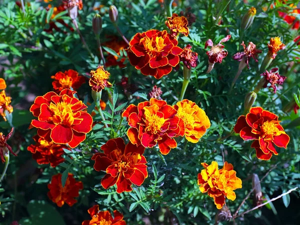 Bahçe çayırının süsü olarak güzel kırmızı kasımpatı çiçeği