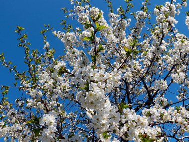 Bahçe elma ağacının dallarında güzel beyaz bahar çiçekleri