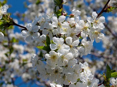 Bahçe elma ağacının dallarında güzel beyaz bahar çiçekleri
