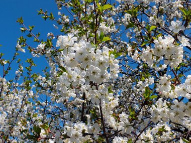 Bahçe elma ağacının dallarında güzel beyaz bahar çiçekleri