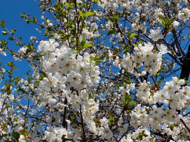 Bahçe elma ağacının dallarında güzel beyaz bahar çiçekleri