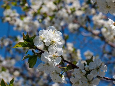 Bahçe elma ağacının dallarında güzel beyaz bahar çiçekleri