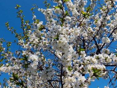 Bahçe elma ağacının dallarında güzel beyaz bahar çiçekleri