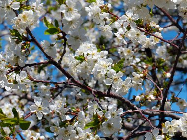Bahçe elma ağacının dallarında güzel beyaz bahar çiçekleri