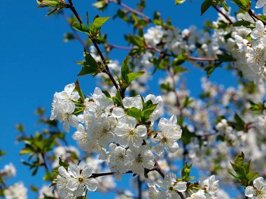 Bahçe elma ağacının dallarında güzel beyaz bahar çiçekleri