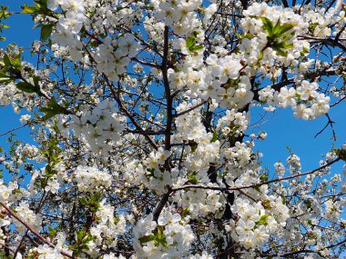 Bahçe elma ağacının dallarında güzel beyaz bahar çiçekleri