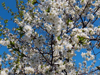 Bahçe elma ağacının dallarında güzel beyaz bahar çiçekleri