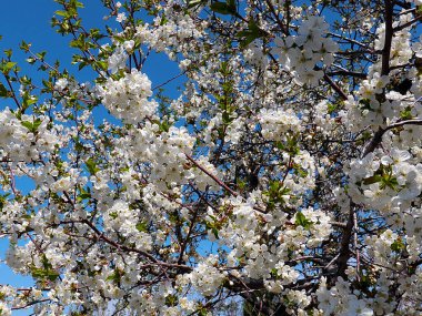 Bahçe elma ağacının dallarında güzel beyaz bahar çiçekleri