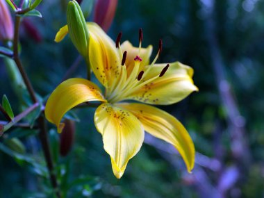 Bahçedeki nilüferlerin sarı çiçekleri park alanının dekorasyonu için.