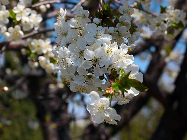 Piękne Białe Wiosenne Kwiaty Gałęziach Jabłoni Ogrodowej — Zdjęcie stockowe