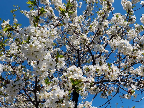 Bellissimi Fiori Bianchi Primaverili Sui Rami Melo Giardino — Foto Stock