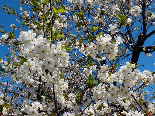 Belles Fleurs Blanches Printemps Sur Les Branches Pommier Jardin — Photo