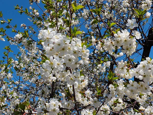 Belles Fleurs Blanches Printemps Sur Les Branches Pommier Jardin — Photo