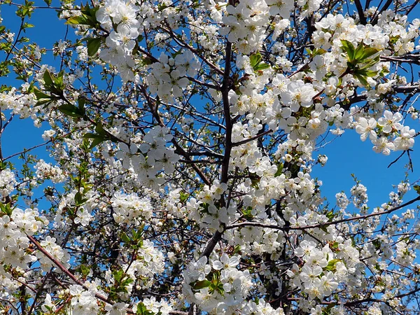 Schöne Weiße Frühlingsblumen Auf Den Zweigen Eines Garten Apfelbaums — Stockfoto