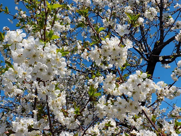 Schöne Weiße Frühlingsblumen Auf Den Zweigen Eines Garten Apfelbaums — Stockfoto