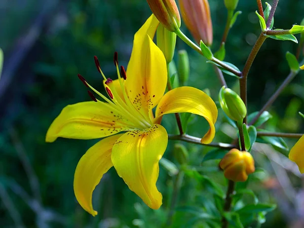 Encantadoras Flores Amarelas Lírio Jardim Como Uma Decoração Área Parque — Fotografia de Stock