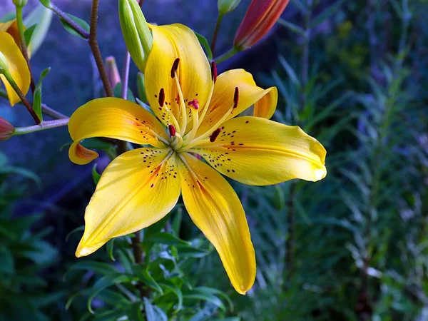 Mooie Gele Bloemen Van Tuin Lelie Als Decoratie Van Het — Stockfoto