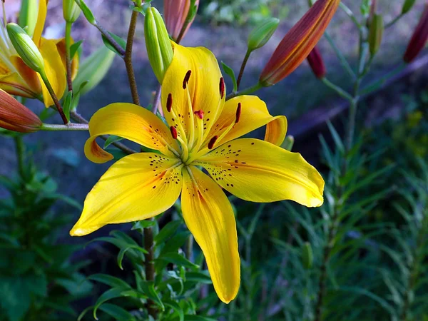 Krásné Žluté Květy Zahradní Lilie Jako Dekorace Parku — Stock fotografie