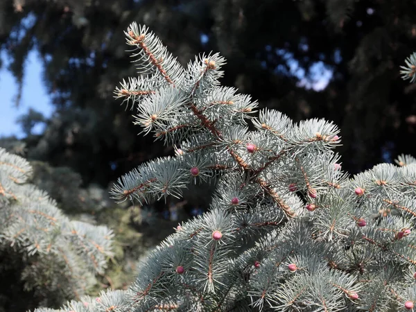 Όμορφα Κλαδιά Χριστουγεννιάτικων Δέντρων Για Την Παραμονή Της Πρωτοχρονιάς — Φωτογραφία Αρχείου