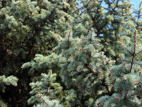 동안아름다운 크리스마스 가지들 — 스톡 사진