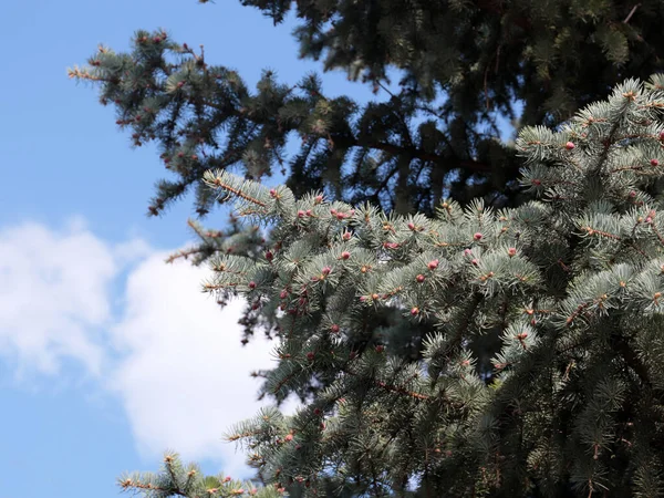 Mooie Kerstboom Takken Voor Oudejaarsavond — Stockfoto