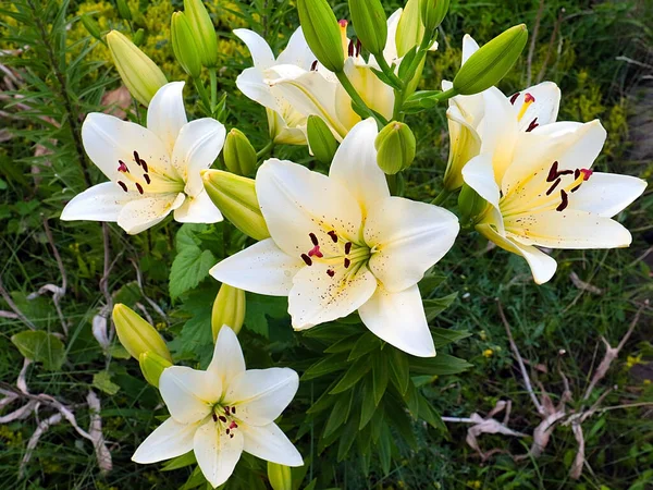Vackra Vita Blommor Trädgård Lilja Som Dekoration Parken Området — Stockfoto