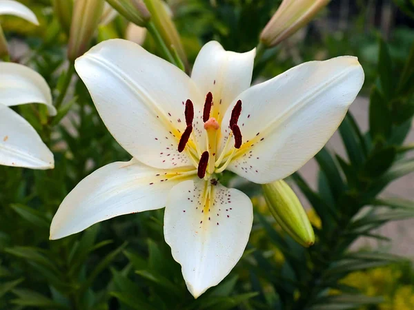 Bahçedeki nilüferlerin güzel beyaz çiçekleri park alanının dekorasyonu için.