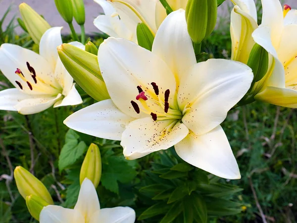 Szép Fehér Virágok Kert Liliom Mint Egy Dekoráció Park Területén — Stock Fotó