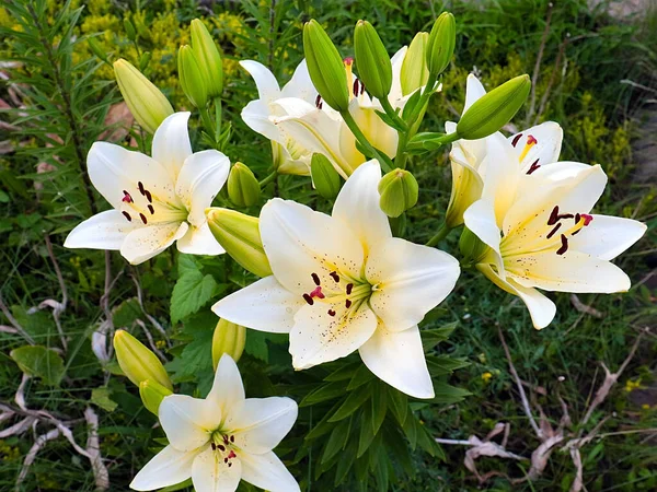 Hermosas Flores Blancas Lirio Jardín Como Decoración Zona Del Parque —  Fotos de Stock