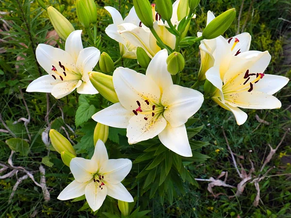 Incantevoli Fiori Bianchi Giglio Giardino Come Decorazione Dell Area Del — Foto Stock