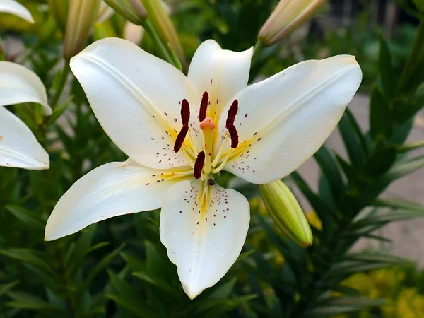 Krásné Bílé Květy Zahradní Lilie Jako Dekorace Parku — Stock fotografie