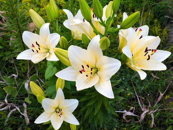 Vackra Vita Blommor Trädgård Lilja Som Dekoration Parken Området — Stockfoto