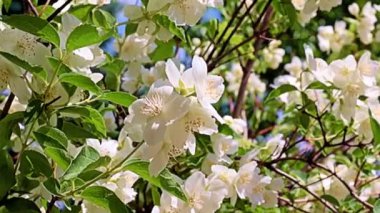 Güzel, beyaz bahar çiçekleri. Bayram süsü olarak yasemin ekin.